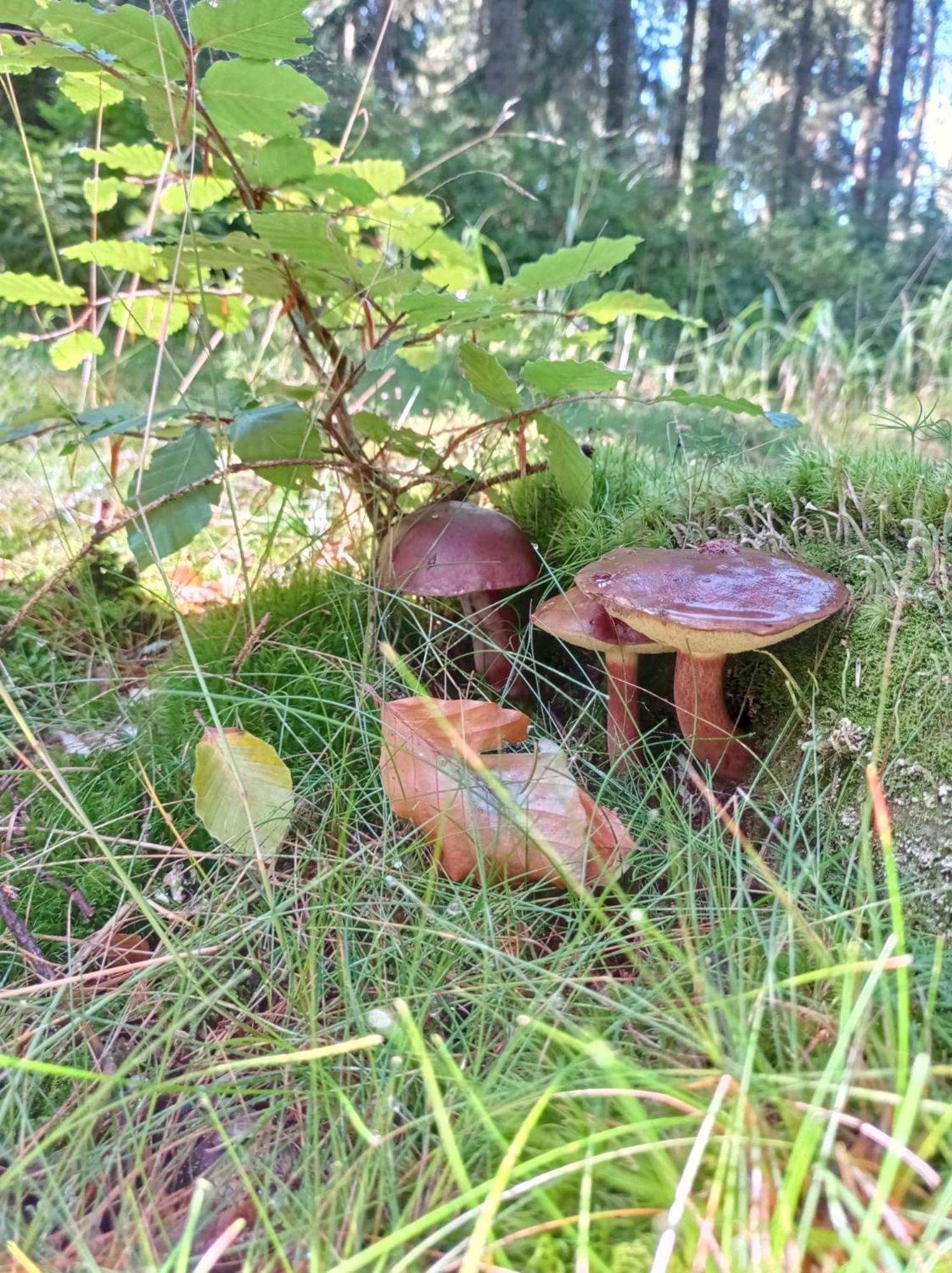 Chata Plesivka Abertamy Eksteriør bilde