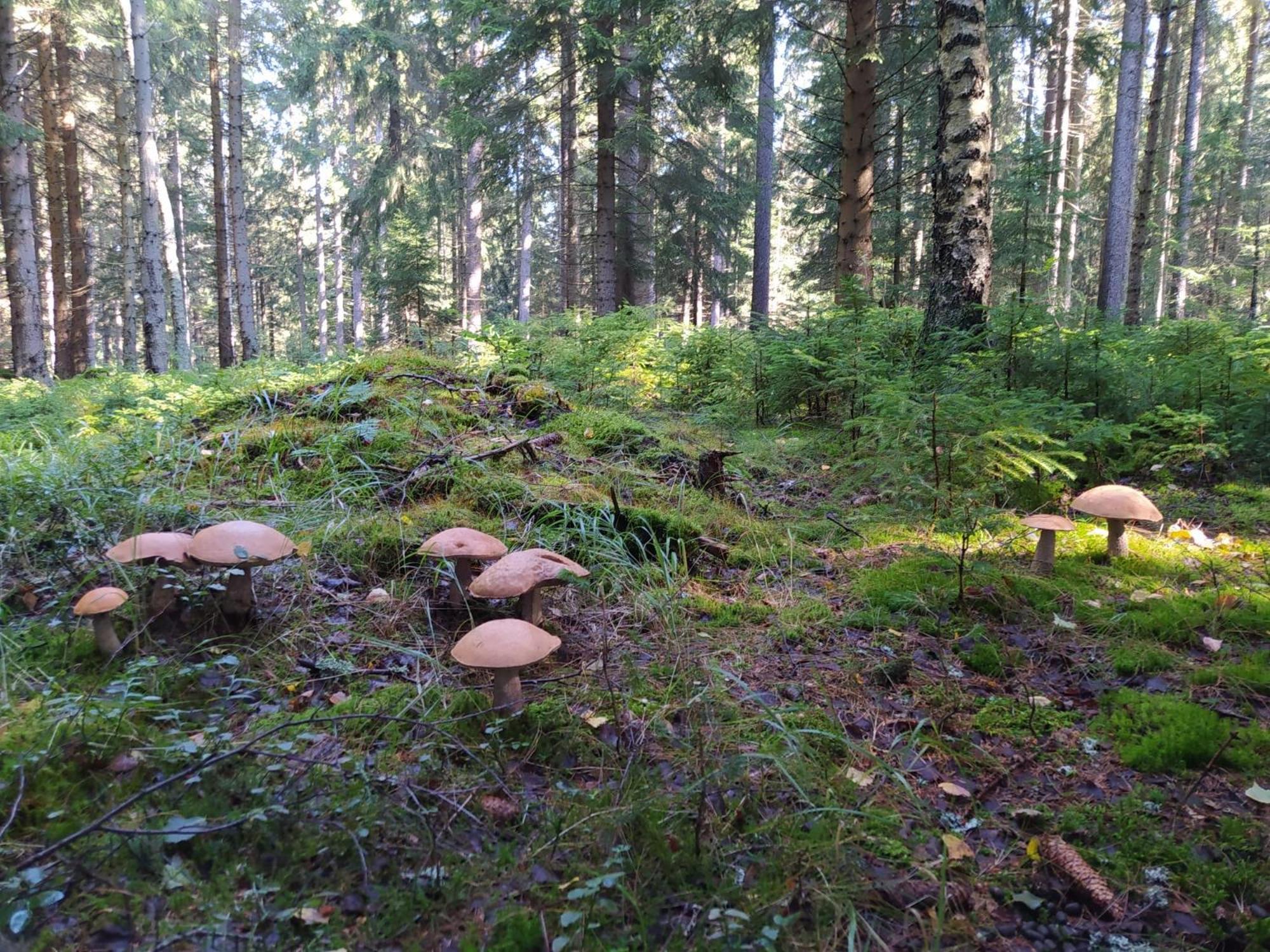 Chata Plesivka Abertamy Eksteriør bilde